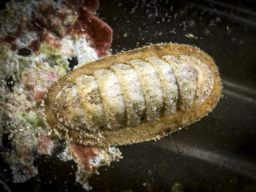 Chiton sp. J